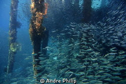 vibrant life under a jetty in Raja Ampat by Andre Philip 